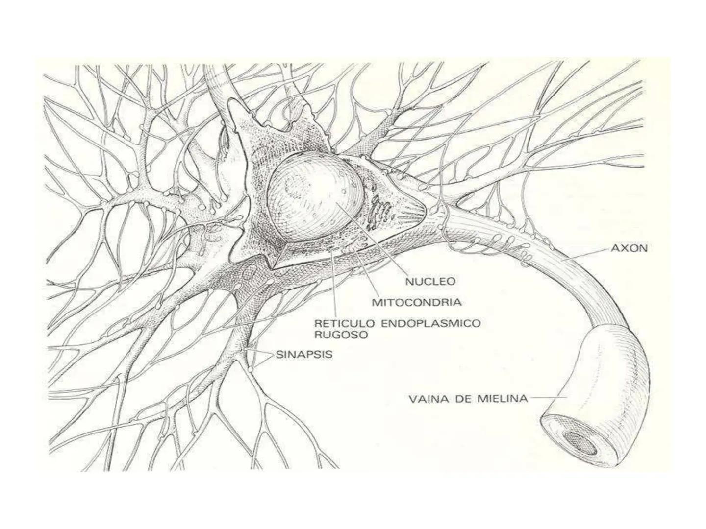 Tema 2. Part 1
Aportacions de la neurociència a la psicologia
Curs 22-23
16 Selbstvertraun 17 Willenskraft 21 Verehrung (22 Wohlwollen 42
Zä