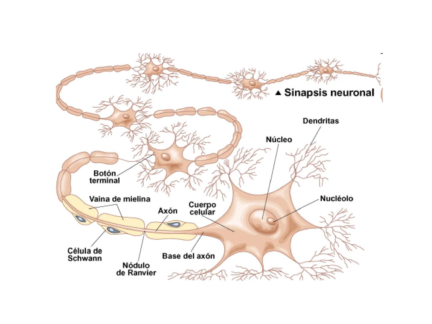 Tema 2. Part 1
Aportacions de la neurociència a la psicologia
Curs 22-23
16 Selbstvertraun 17 Willenskraft 21 Verehrung (22 Wohlwollen 42
Zä