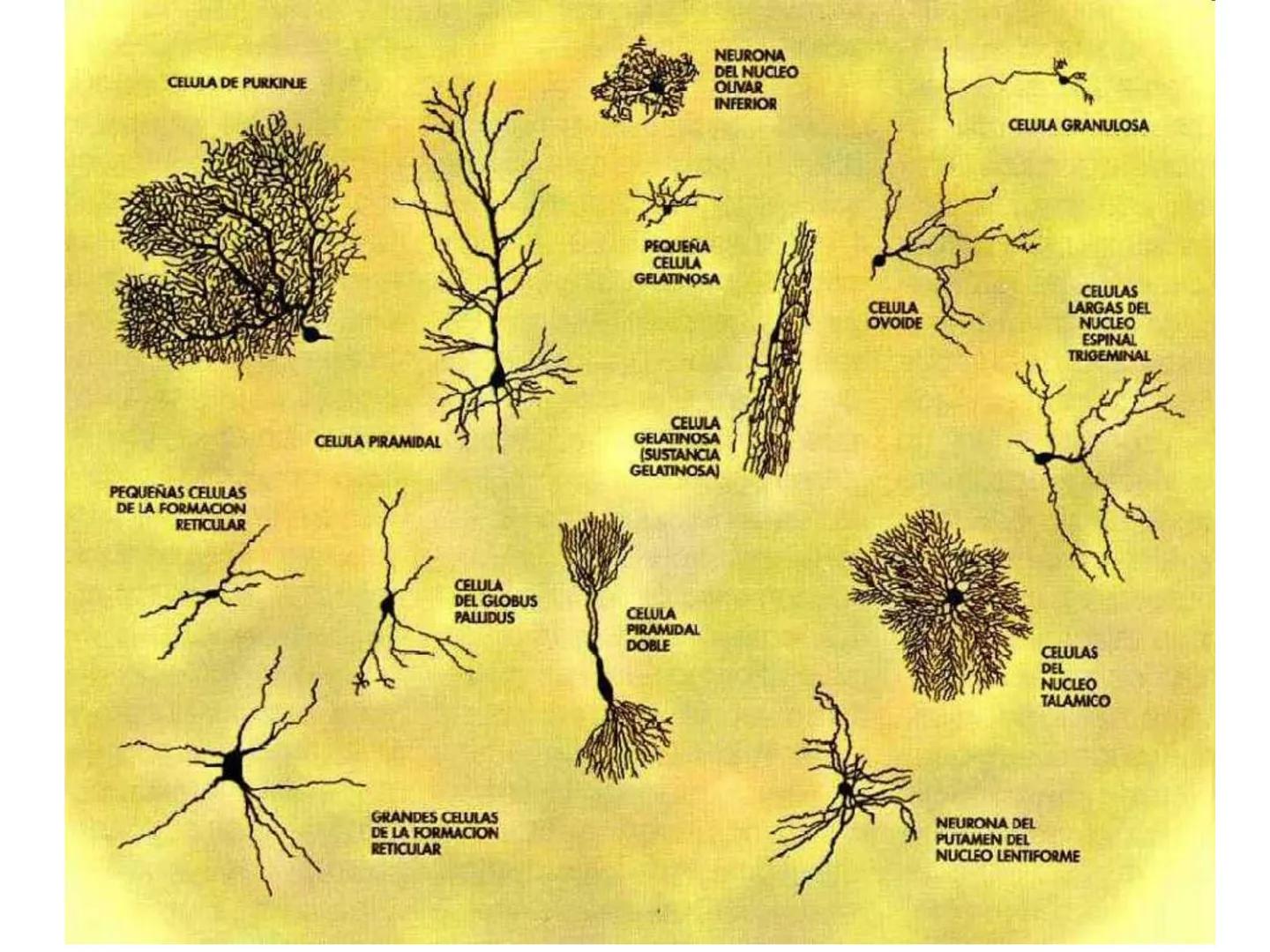 Tema 2. Part 1
Aportacions de la neurociència a la psicologia
Curs 22-23
16 Selbstvertraun 17 Willenskraft 21 Verehrung (22 Wohlwollen 42
Zä