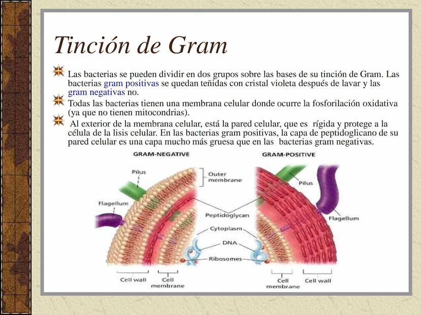 TEMA 3:
LA CLASIFICACIÓN DE
LOS SERES VIVOS (I). La taxonomía
Ciencia que se ocupa de la clasificación de los seres vivos que
presentan seme