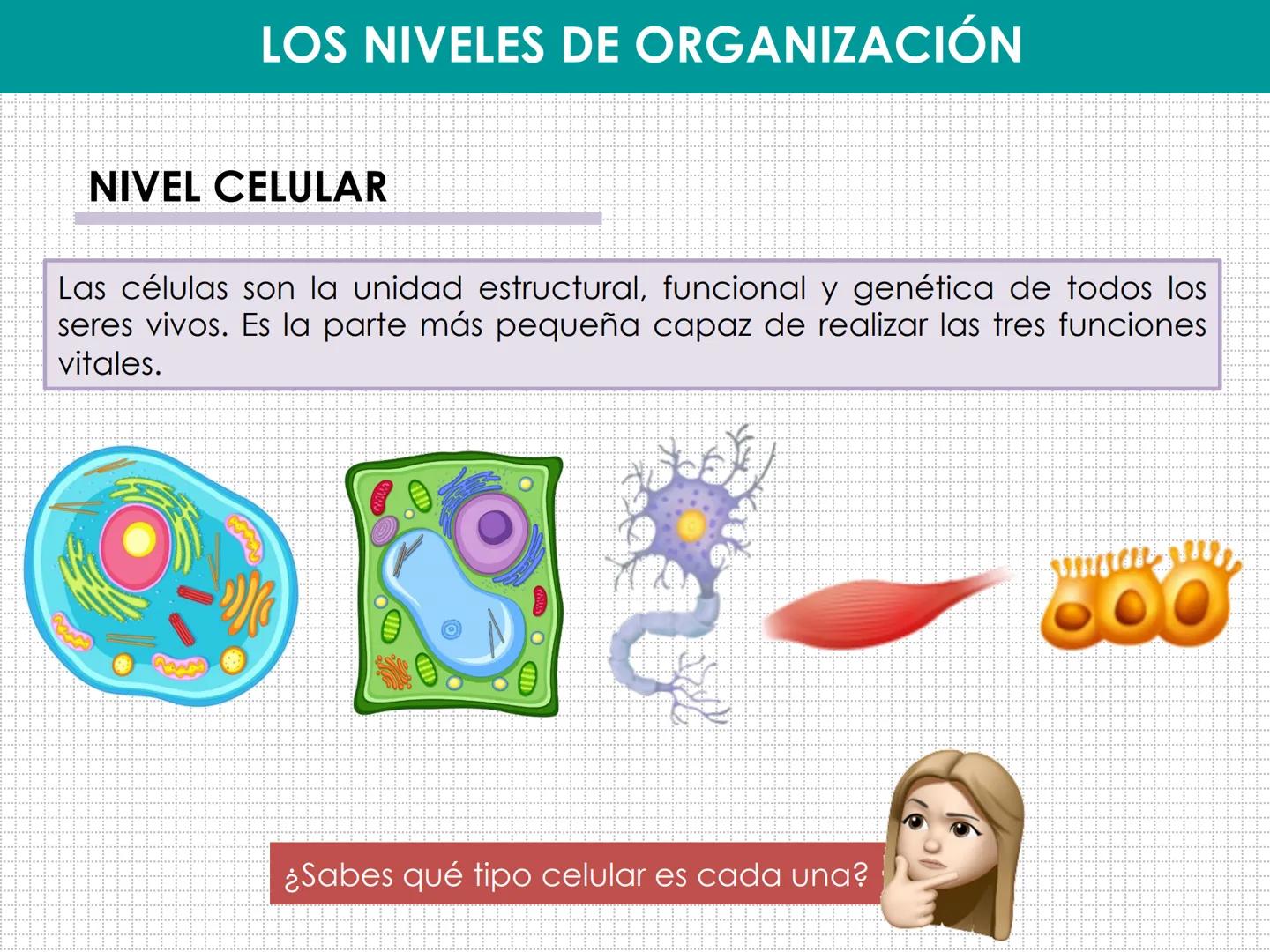 UD 1: EL SER HUMANO, UN ORGANISMO
PLURICELULAR
LAURA MAESTRO
www. NIVELES DE ORGANIZACIÓN:
BIOELEMENTO:
BIOMOLÉCULA:
MACROMOLÉCULA:
CÉLULA:
