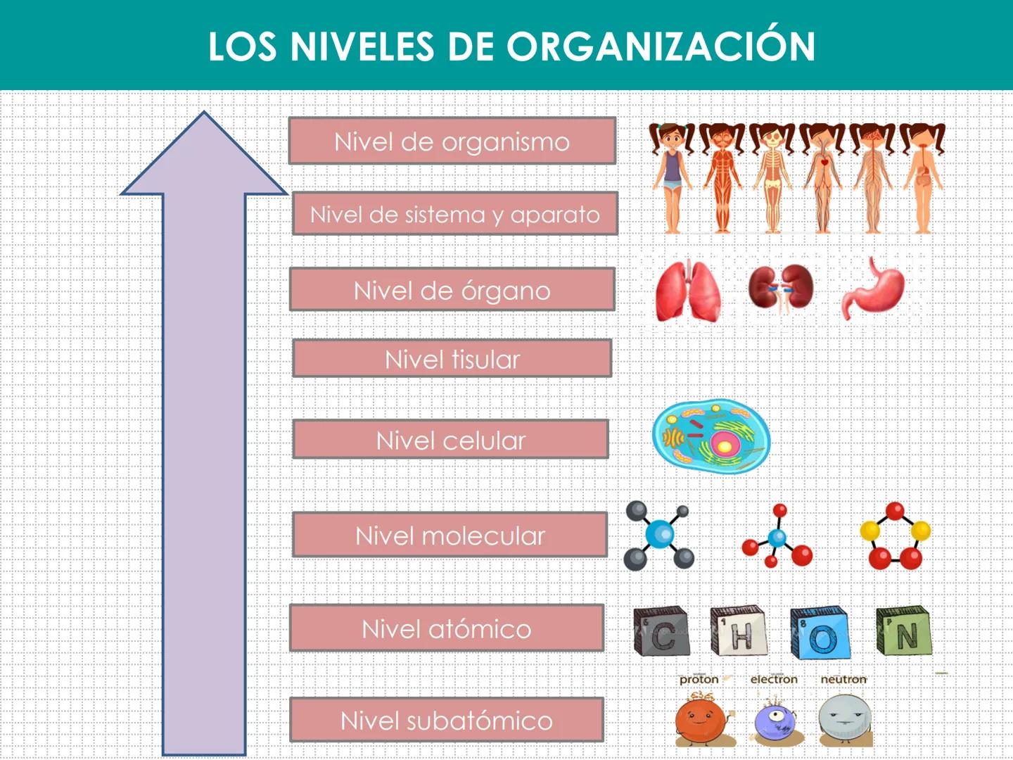 UD 1: EL SER HUMANO, UN ORGANISMO
PLURICELULAR
LAURA MAESTRO
www. NIVELES DE ORGANIZACIÓN:
BIOELEMENTO:
BIOMOLÉCULA:
MACROMOLÉCULA:
CÉLULA:
