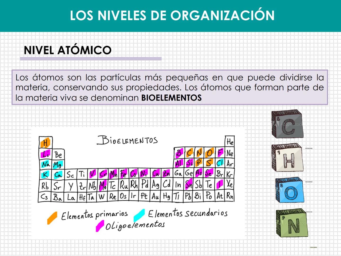 UD 1: EL SER HUMANO, UN ORGANISMO
PLURICELULAR
LAURA MAESTRO
www. NIVELES DE ORGANIZACIÓN:
BIOELEMENTO:
BIOMOLÉCULA:
MACROMOLÉCULA:
CÉLULA:
