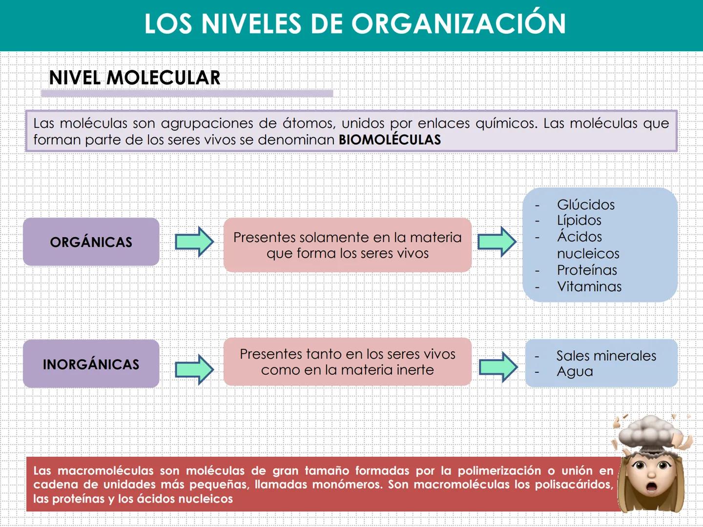 UD 1: EL SER HUMANO, UN ORGANISMO
PLURICELULAR
LAURA MAESTRO
www. NIVELES DE ORGANIZACIÓN:
BIOELEMENTO:
BIOMOLÉCULA:
MACROMOLÉCULA:
CÉLULA:
