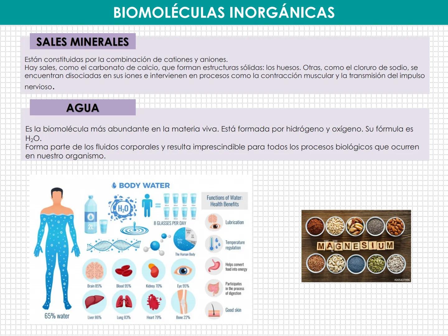 UD 1: EL SER HUMANO, UN ORGANISMO
PLURICELULAR
LAURA MAESTRO
www. NIVELES DE ORGANIZACIÓN:
BIOELEMENTO:
BIOMOLÉCULA:
MACROMOLÉCULA:
CÉLULA:
