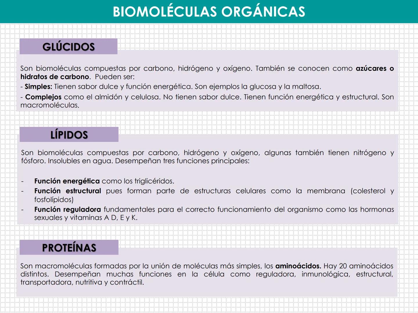 UD 1: EL SER HUMANO, UN ORGANISMO
PLURICELULAR
LAURA MAESTRO
www. NIVELES DE ORGANIZACIÓN:
BIOELEMENTO:
BIOMOLÉCULA:
MACROMOLÉCULA:
CÉLULA:
