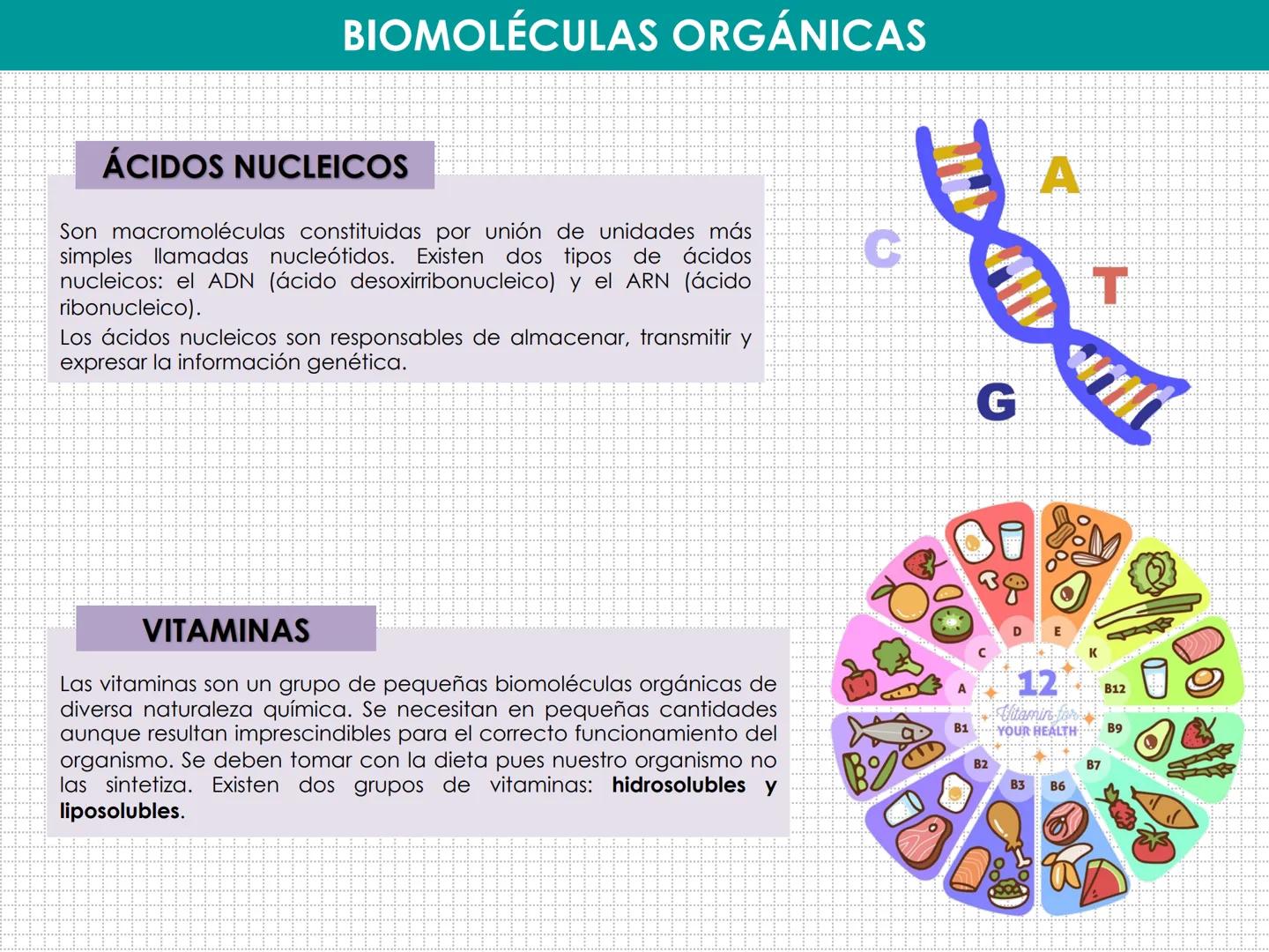 UD 1: EL SER HUMANO, UN ORGANISMO
PLURICELULAR
LAURA MAESTRO
www. NIVELES DE ORGANIZACIÓN:
BIOELEMENTO:
BIOMOLÉCULA:
MACROMOLÉCULA:
CÉLULA:
