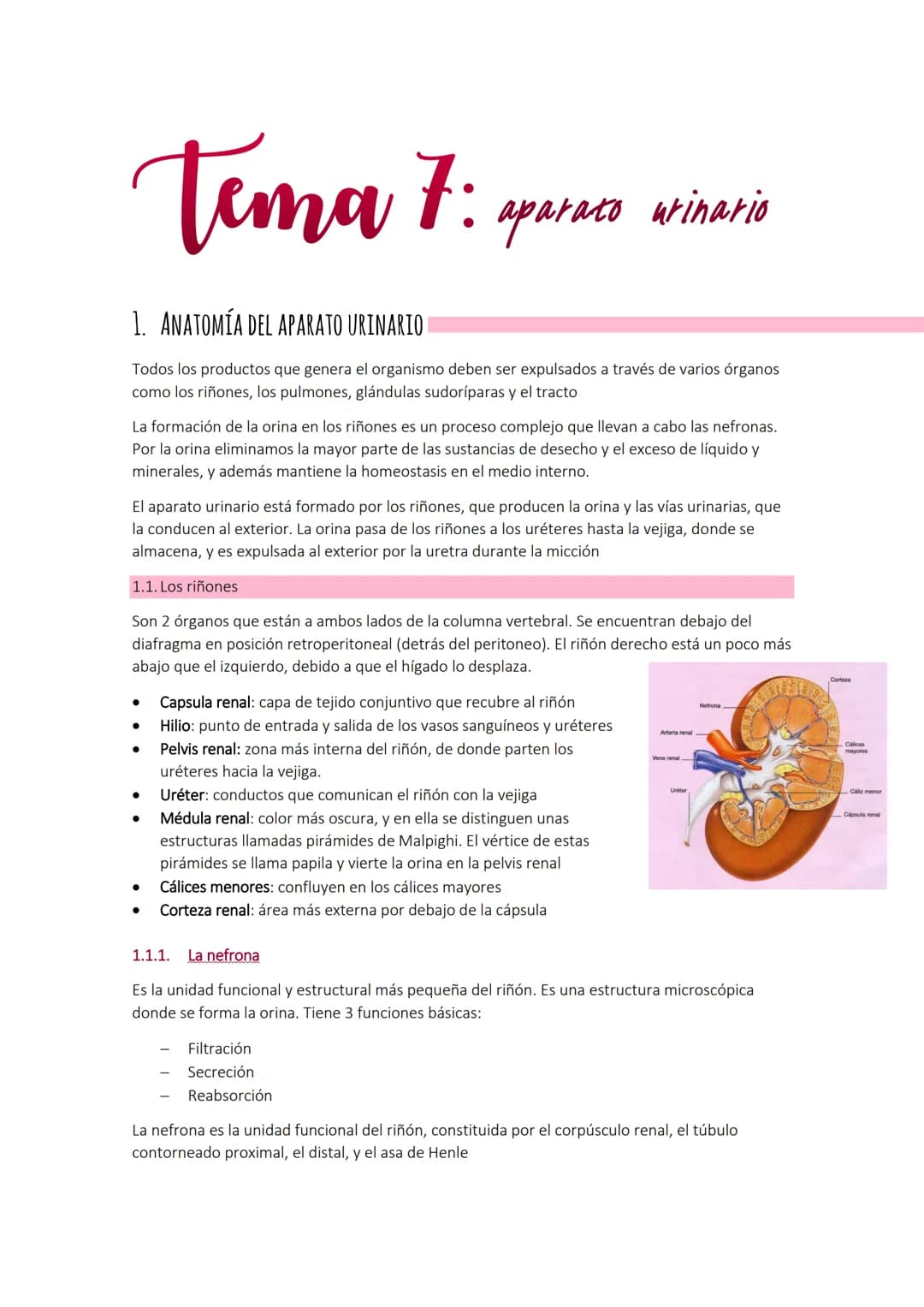 Tema 7:
1. ANATOMÍA DEL APARATO URINARIO
Todos los productos que genera el organismo deben ser expulsados a través de varios órganos
como lo
