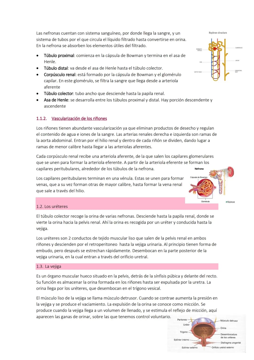 Tema 7:
1. ANATOMÍA DEL APARATO URINARIO
Todos los productos que genera el organismo deben ser expulsados a través de varios órganos
como lo
