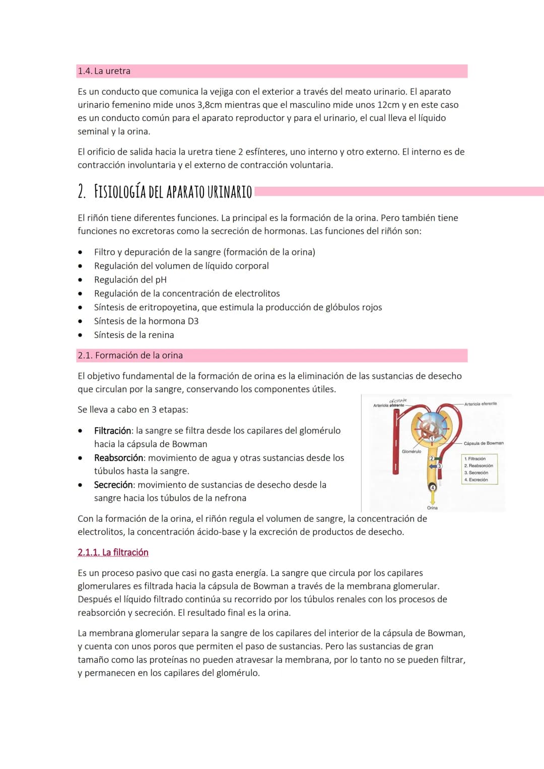 Tema 7:
1. ANATOMÍA DEL APARATO URINARIO
Todos los productos que genera el organismo deben ser expulsados a través de varios órganos
como lo