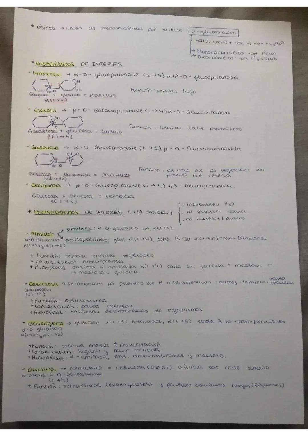 • Osicos → union de monosacáridos por
*DISACARIDOS DE INTERES
- Hallosa
laciosa →
CHO
Glucosa + glucosa = Hallosa
2(144)
OH
H
→ x-D-glucopir