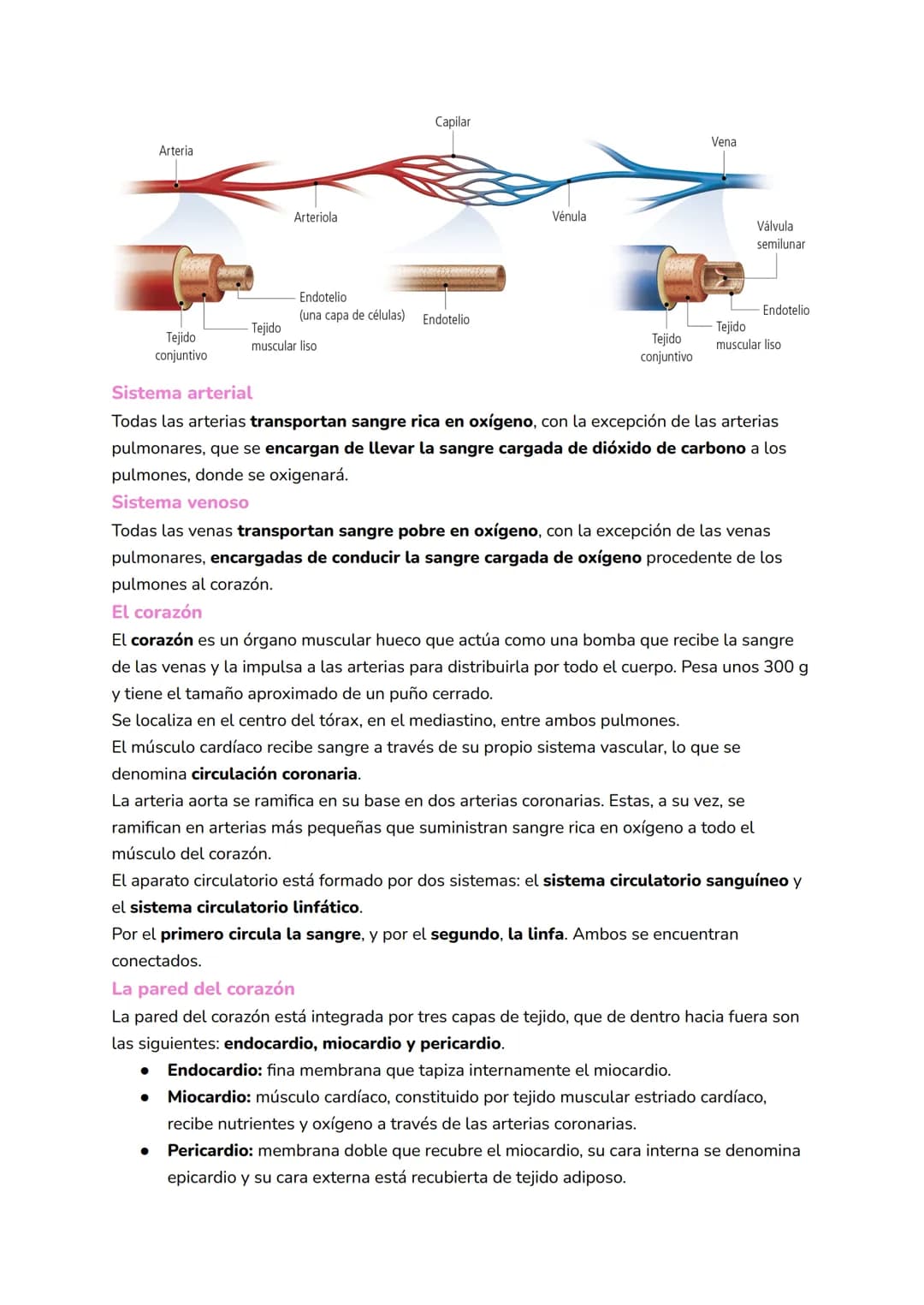 
<h2 id="elsistemacirculatoriosanguneo">El Sistema Circulatorio Sanguíneo</h2>
<p>El sistema circulatorio sanguíneo, también conocido como c