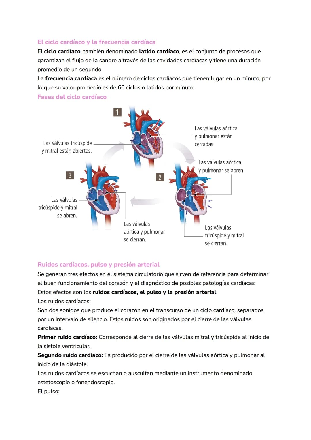 
<h2 id="elsistemacirculatoriosanguneo">El Sistema Circulatorio Sanguíneo</h2>
<p>El sistema circulatorio sanguíneo, también conocido como c