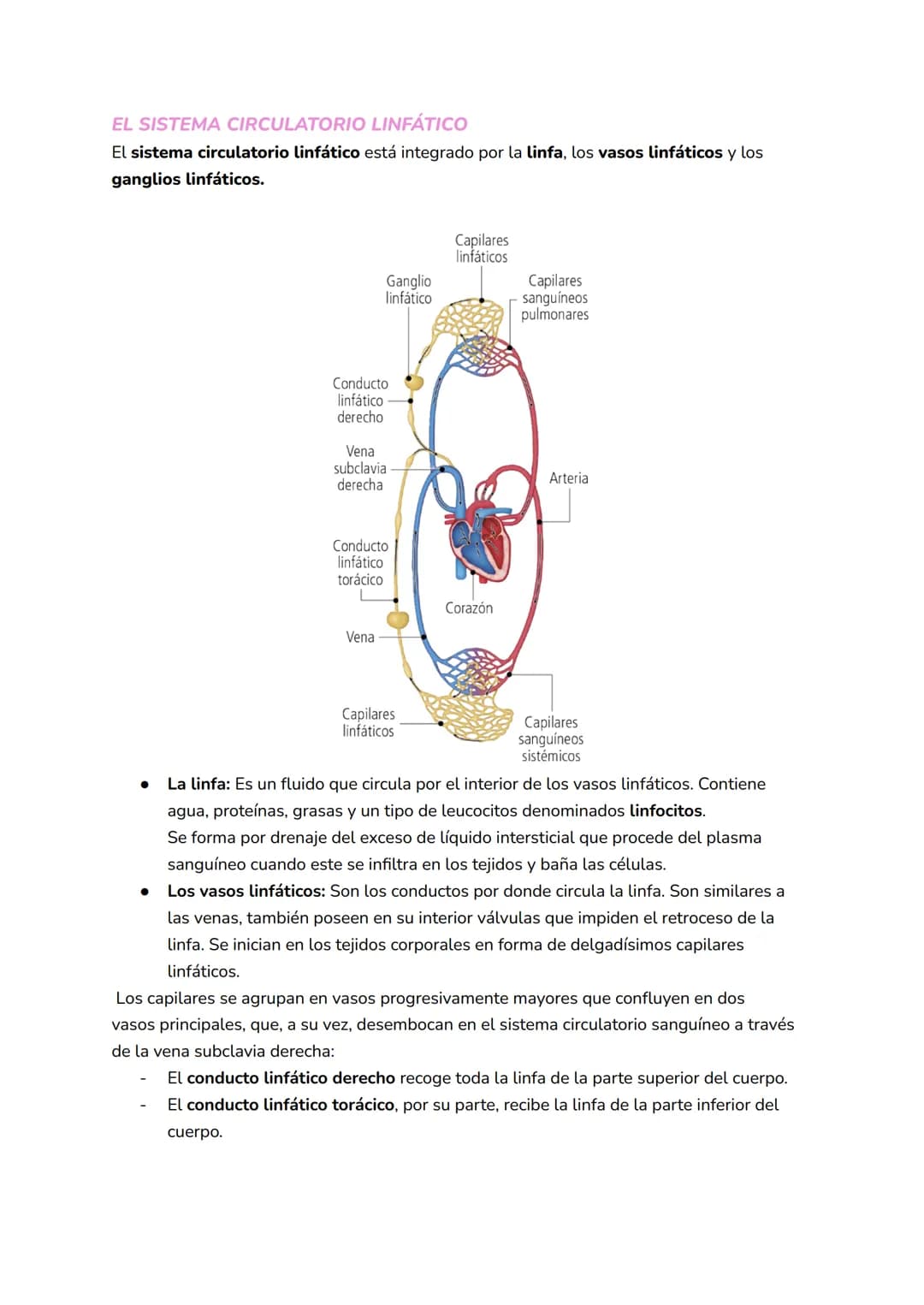 
<h2 id="elsistemacirculatoriosanguneo">El Sistema Circulatorio Sanguíneo</h2>
<p>El sistema circulatorio sanguíneo, también conocido como c