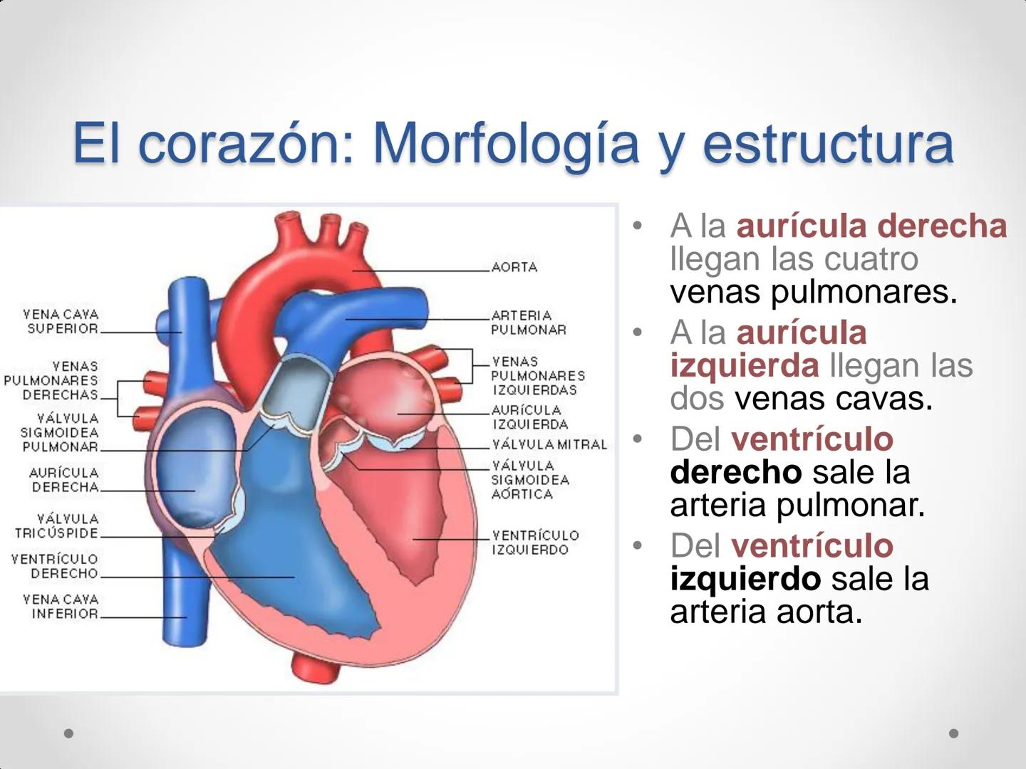 # Anatomía y
fisiología del
Sistema
Circulatorio ## El aparato circulatorio

* Se encarga del transporte de sustancias
por todo el organismo