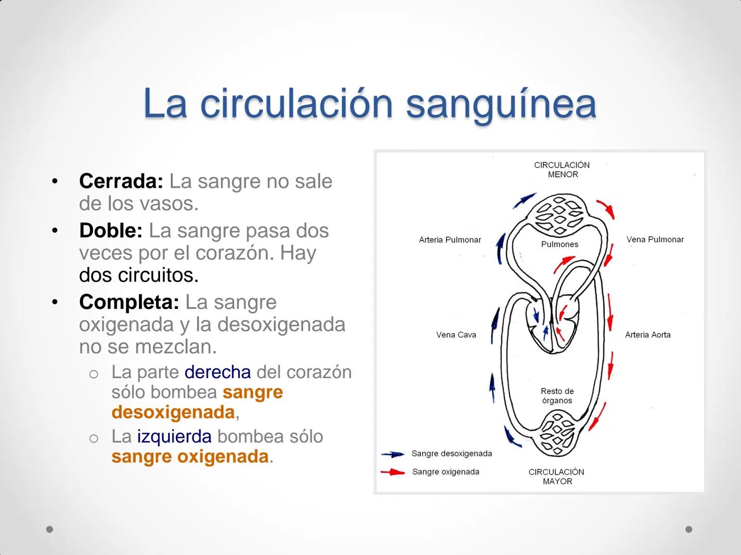 # Anatomía y
fisiología del
Sistema
Circulatorio ## El aparato circulatorio

* Se encarga del transporte de sustancias
por todo el organismo