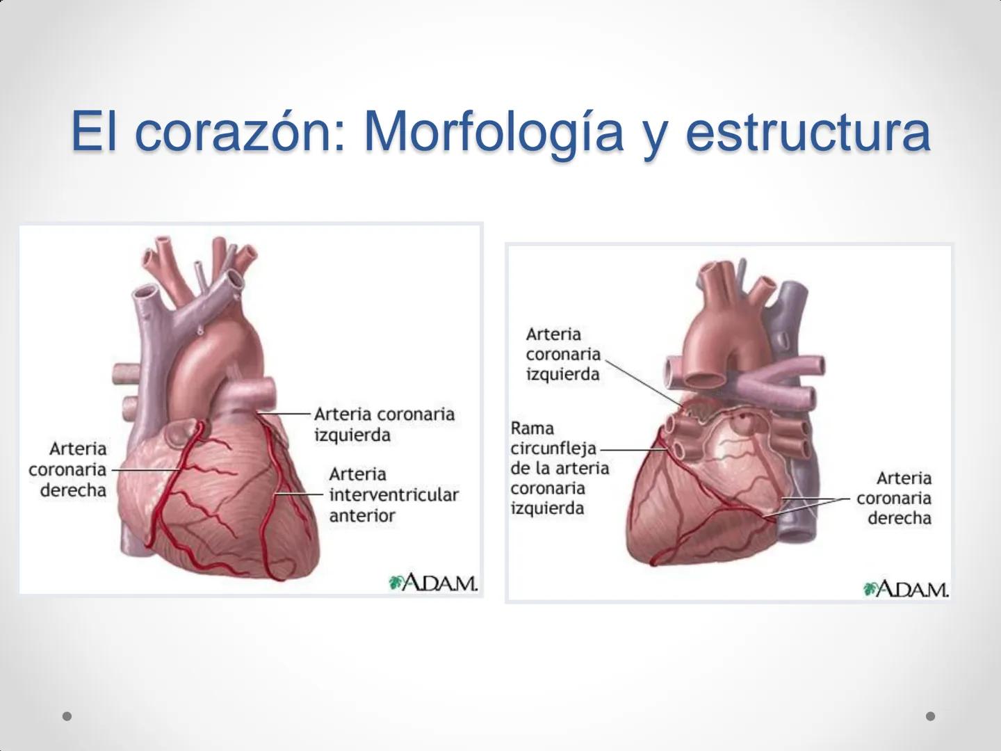 # Anatomía y
fisiología del
Sistema
Circulatorio ## El aparato circulatorio

* Se encarga del transporte de sustancias
por todo el organismo