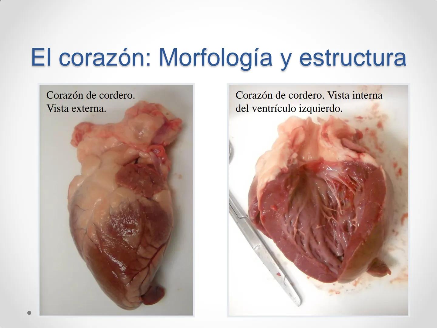 # Anatomía y
fisiología del
Sistema
Circulatorio ## El aparato circulatorio

* Se encarga del transporte de sustancias
por todo el organismo