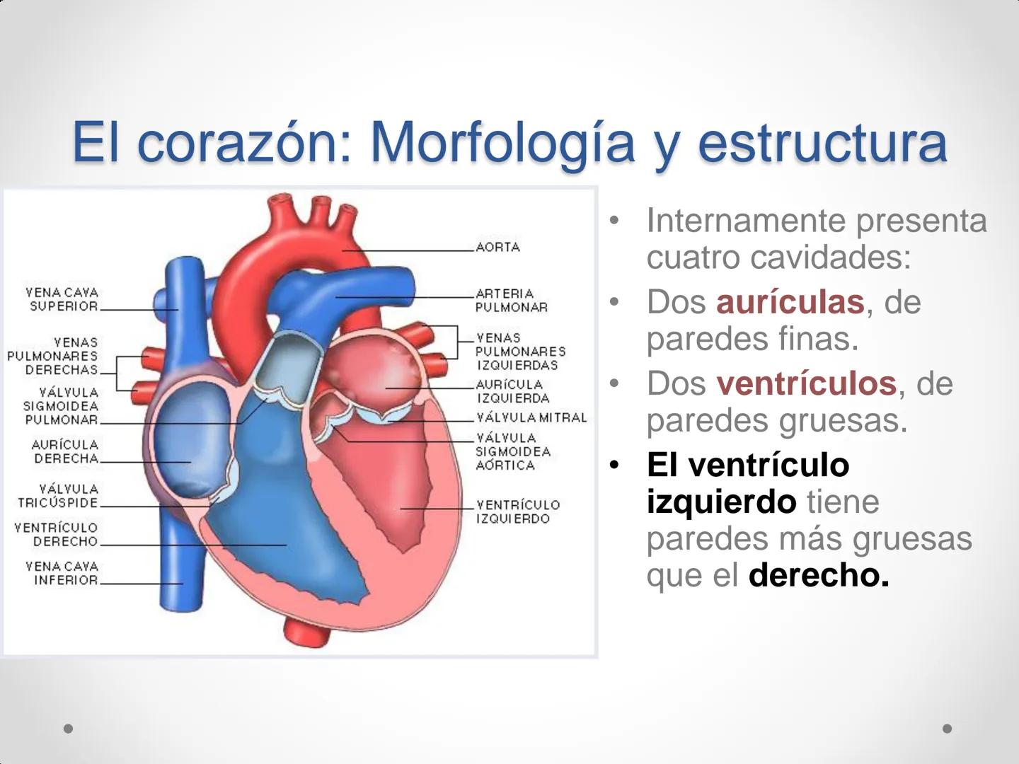# Anatomía y
fisiología del
Sistema
Circulatorio ## El aparato circulatorio

* Se encarga del transporte de sustancias
por todo el organismo