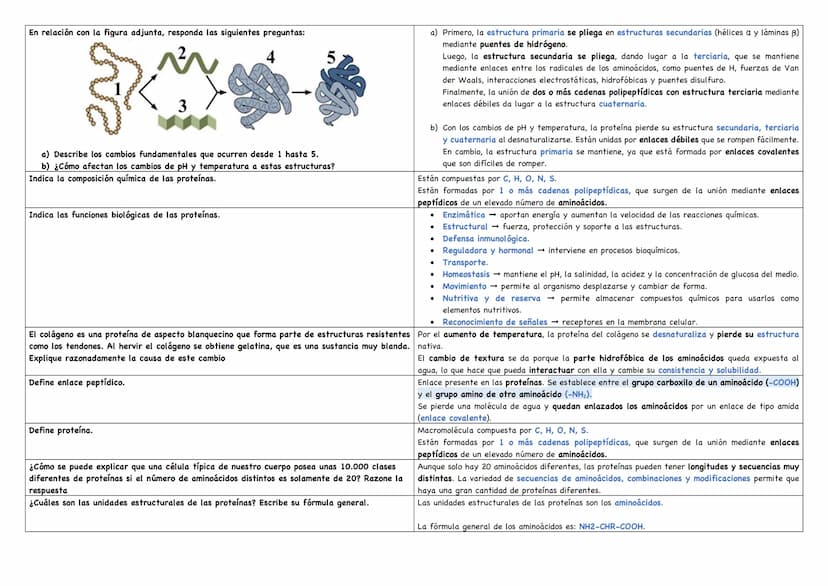 Describe los distintos niveles estructurales de las proteínas, indicando los tipos de enlace, Debemos saber que existen 4 niveles estructura
