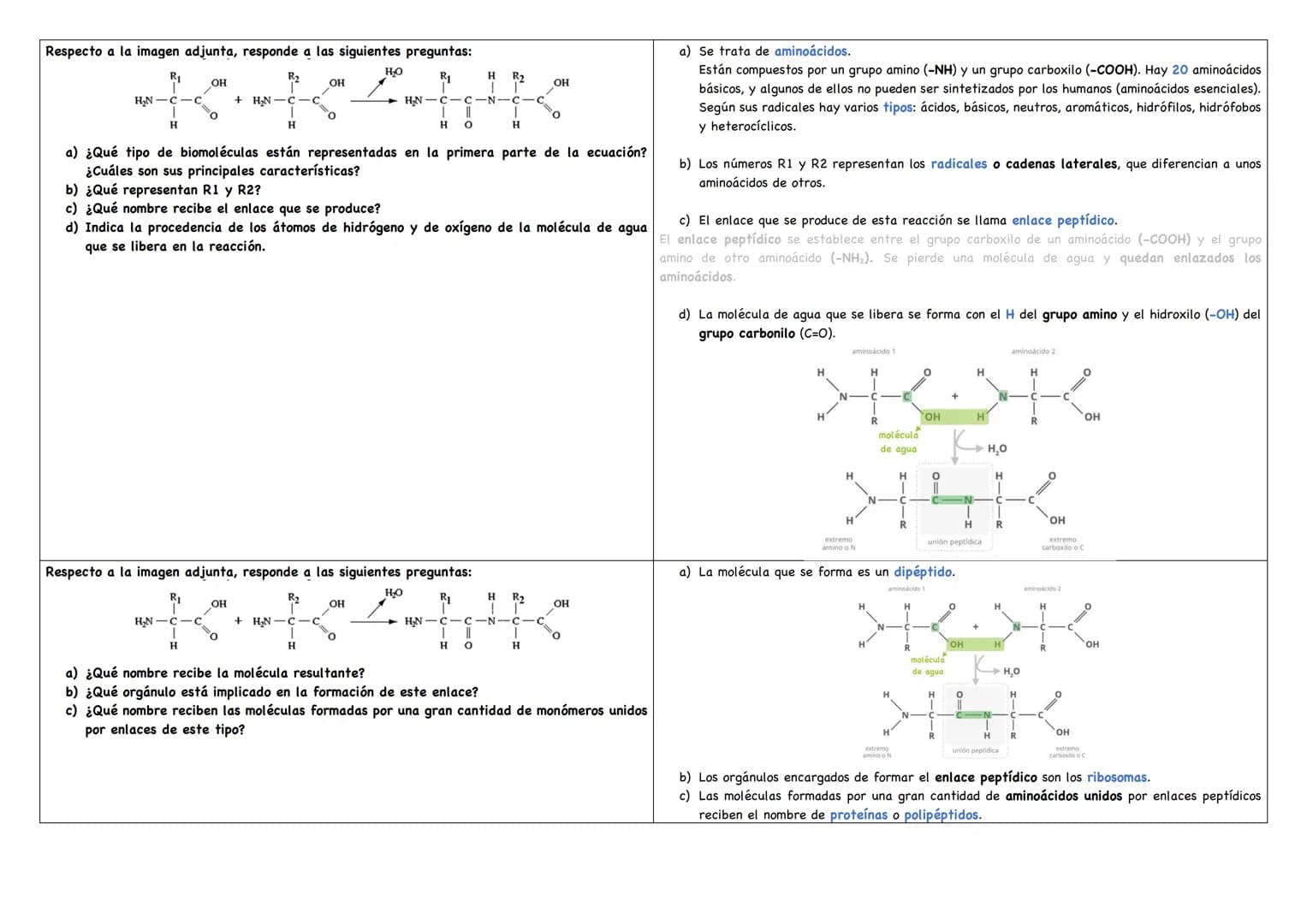 Describe los distintos niveles estructurales de las proteínas, indicando los tipos de enlace, Debemos saber que existen 4 niveles estructura