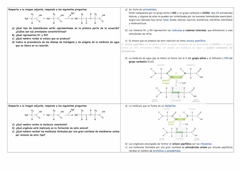 Describe los distintos niveles estructurales de las proteínas, indicando los tipos de enlace, Debemos saber que existen 4 niveles estructura