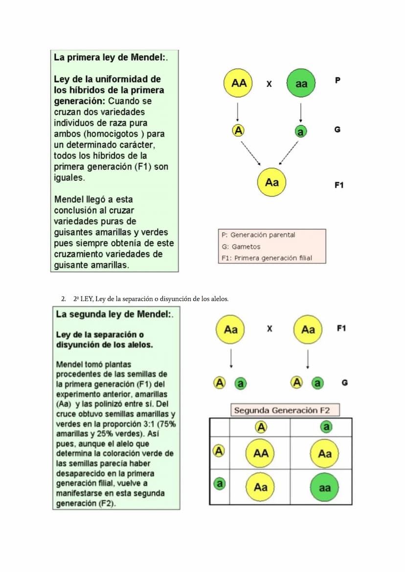 LA HERENCIA
La transmisión de los rasgos hereditarios se denomina herencia biológica.
La genética es la disciplina que estudia los mecanismo