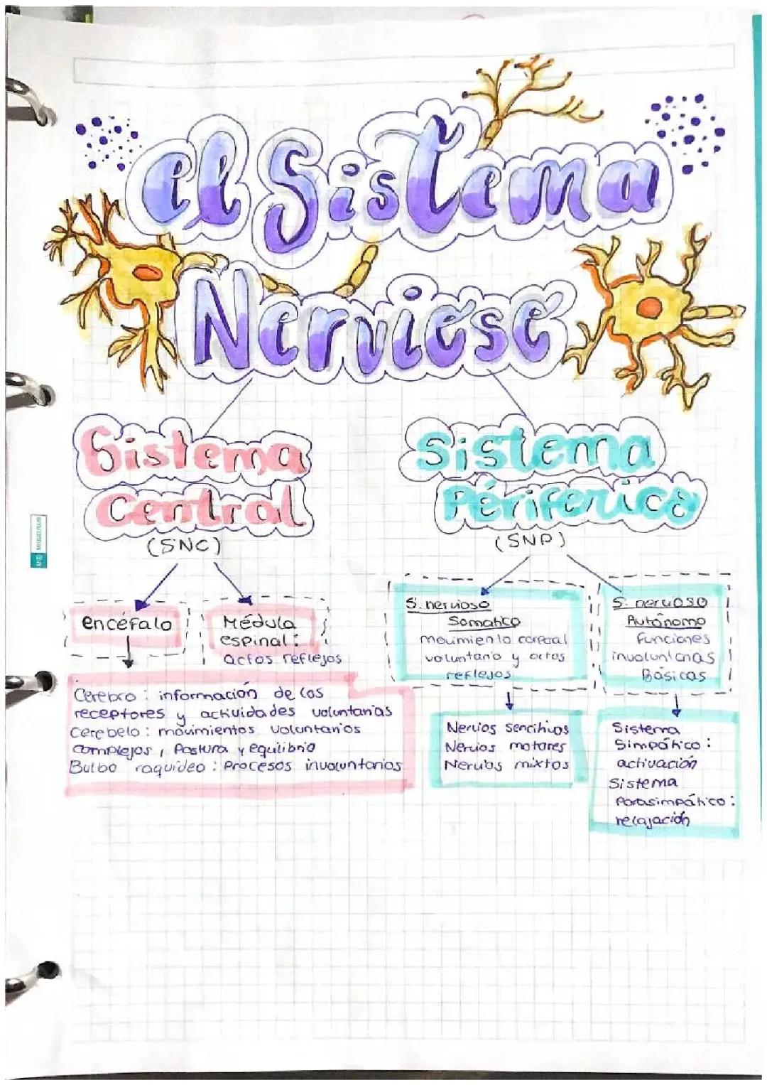 Funciones y Partes del Sistema Nervioso Central y Periférico