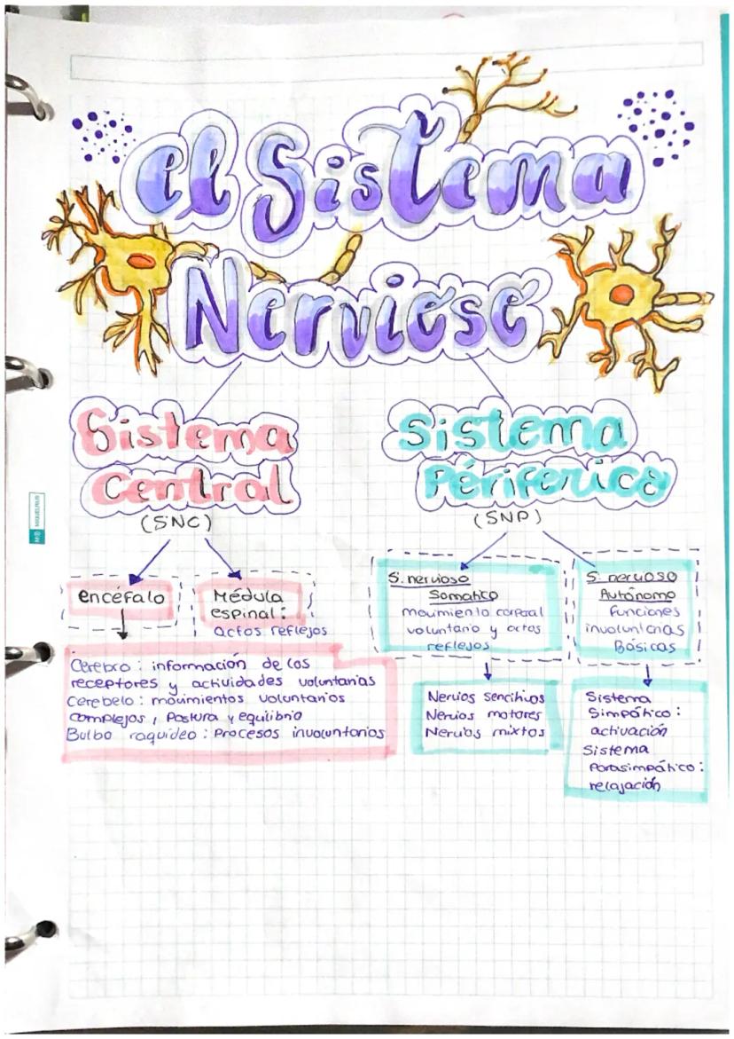 at Sistamm
Nerviese,
Sistema
Central
(SNC)
encefalo
Médula
espinal:
actos reflejos
Cerebro informacion de cos
receptores actividades volunta