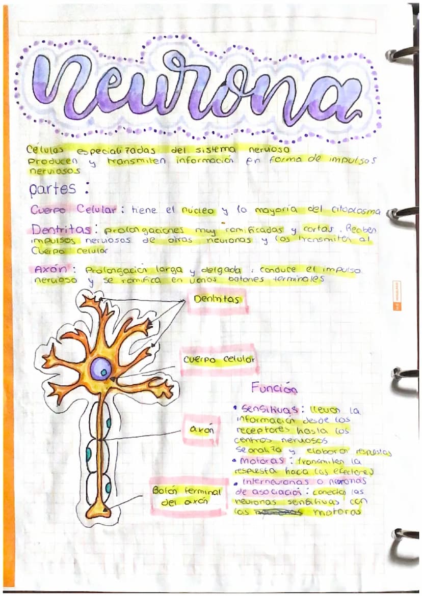 at Sistamm
Nerviese,
Sistema
Central
(SNC)
encefalo
Médula
espinal:
actos reflejos
Cerebro informacion de cos
receptores actividades volunta