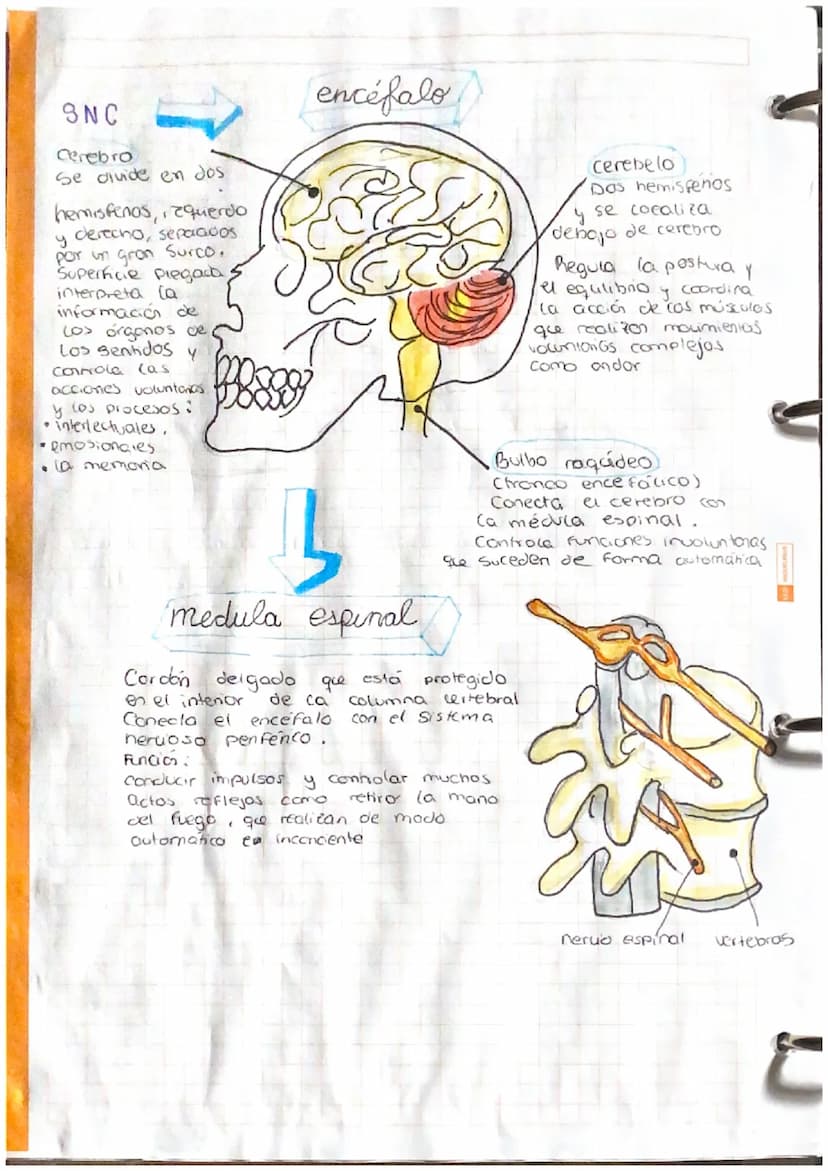 at Sistamm
Nerviese,
Sistema
Central
(SNC)
encefalo
Médula
espinal:
actos reflejos
Cerebro informacion de cos
receptores actividades volunta