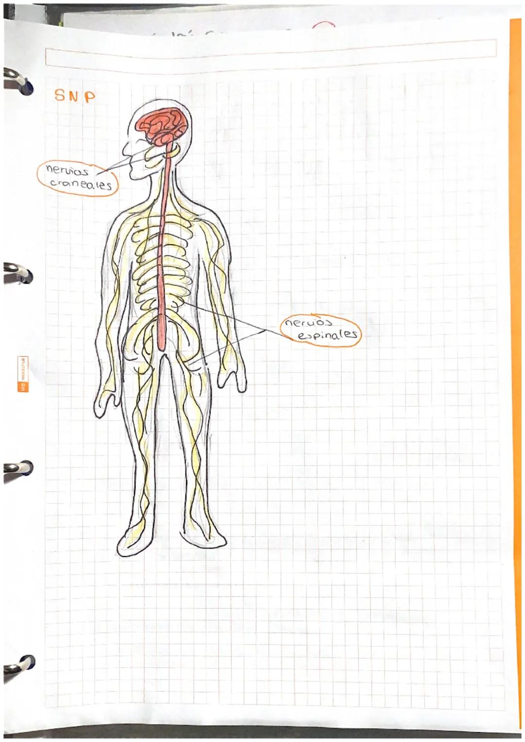at Sistamm
Nerviese,
Sistema
Central
(SNC)
encefalo
Médula
espinal:
actos reflejos
Cerebro informacion de cos
receptores actividades volunta