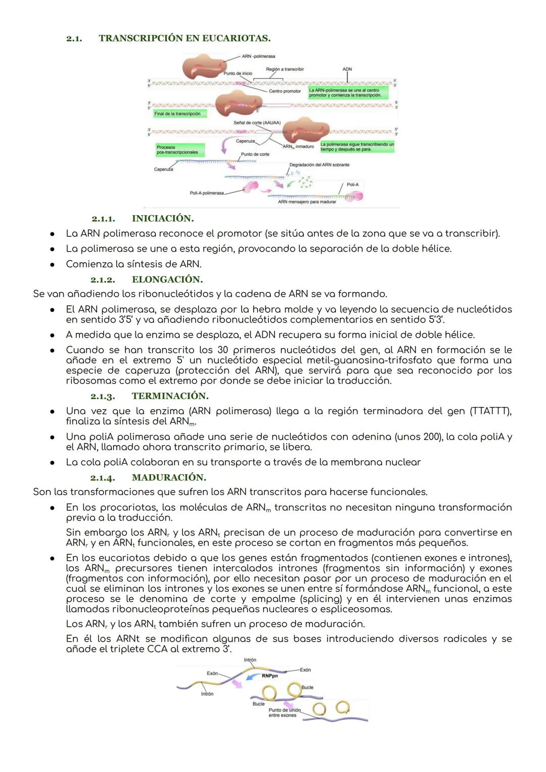 # La transcripción y traducción.

INTRODUCCIÓN.
El ADN es la molécula que lleva la información genética que determina la síntesis de las pro