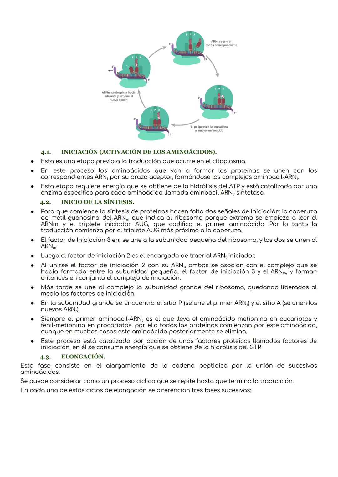 # La transcripción y traducción.

INTRODUCCIÓN.
El ADN es la molécula que lleva la información genética que determina la síntesis de las pro