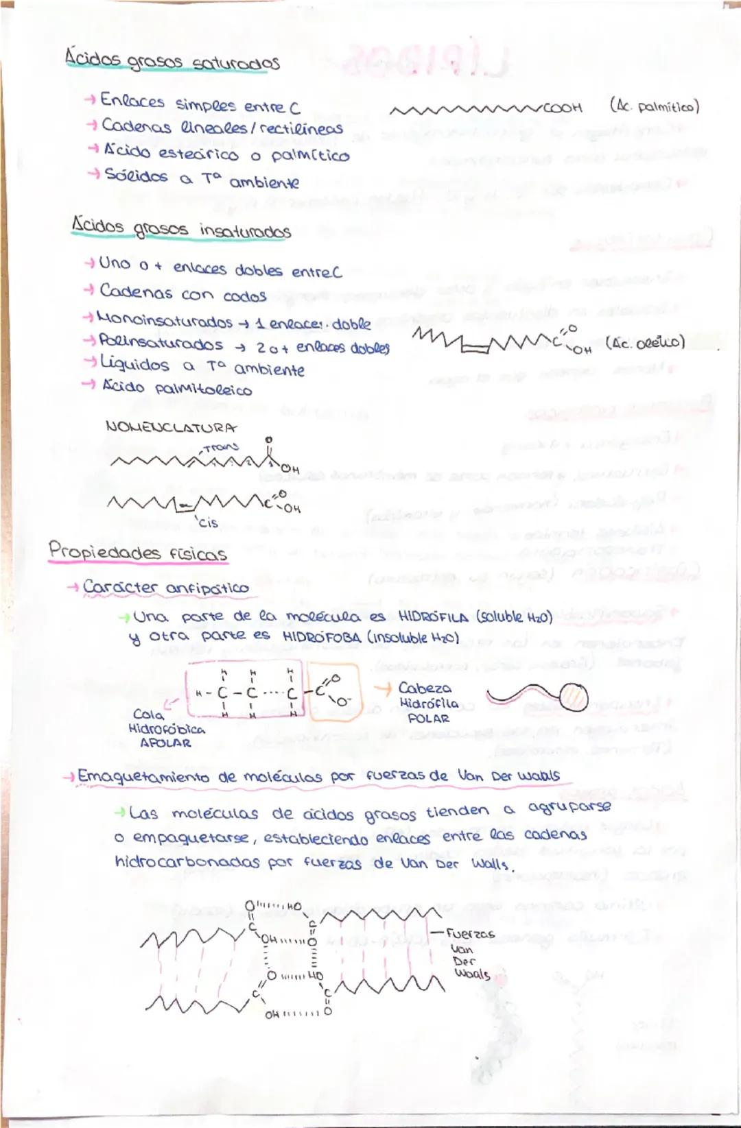 LIPIDOS
→Constituyen un grupo heterogéneo de sustancias quimicas, tanto
estructural como funcionalmente.
→ Compuestos por C. Hy O. Pueden co