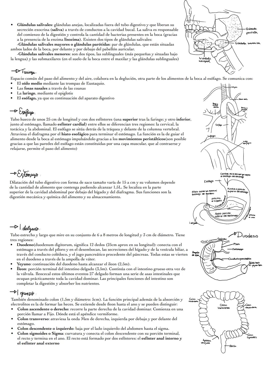 Anatomir - Aparato digestivo
11. funciones del ap. digestiе
Es el conjunto de órganos que se encargan de realizar una serie de procesos de m