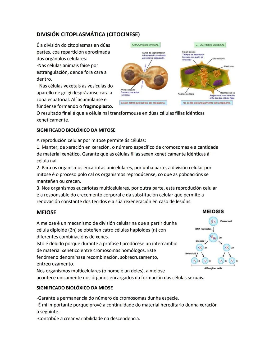 TEMA 1: A CÉLULA E OS SEUS COMPOÑENTES DIVISIÓN CELULAR
1. ESTRUTURA DAS CÉLULAS EUCARIOTAS E PROCARIOTAS
CÉLULA PROCARIOTA:
Organización si