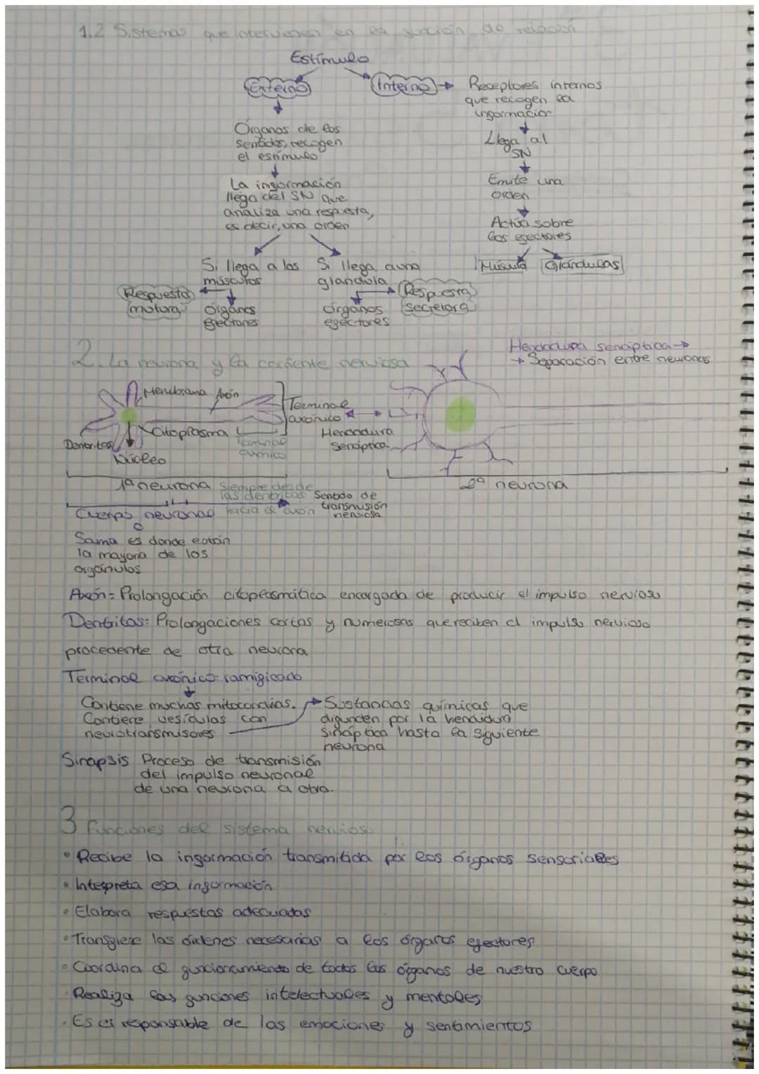 a
3 EVALUACIÓN
Contenidos
1 La función de relación
2 La neurona
3. El sistema nervioso
4 El sistema endocrino
la comente nerviosa
tema 5 Sis