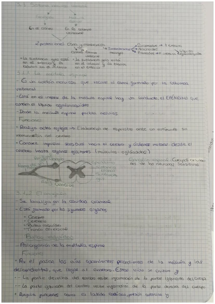 a
3 EVALUACIÓN
Contenidos
1 La función de relación
2 La neurona
3. El sistema nervioso
4 El sistema endocrino
la comente nerviosa
tema 5 Sis