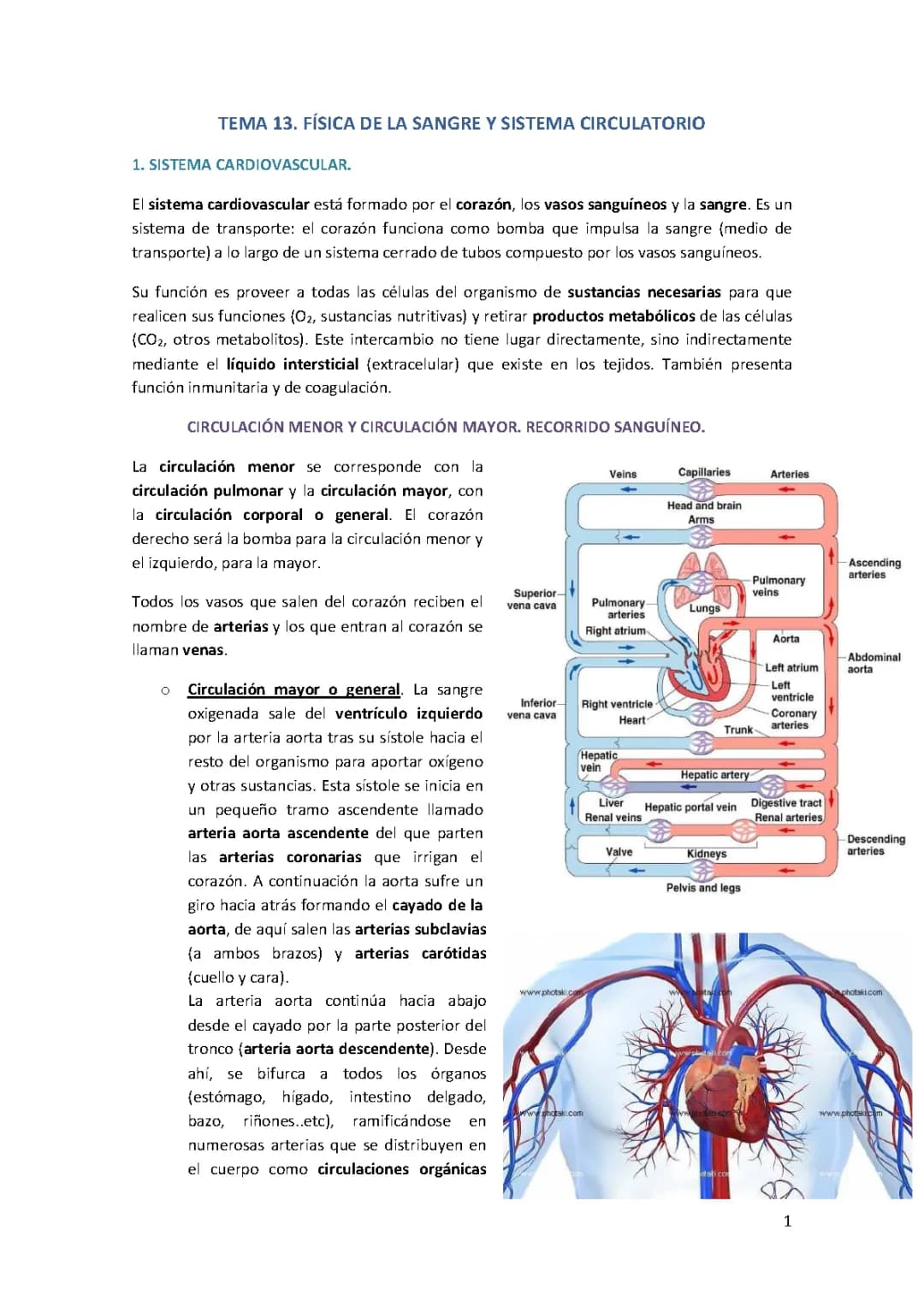 Física de la sangre y sistema circulatorio. Tema 13