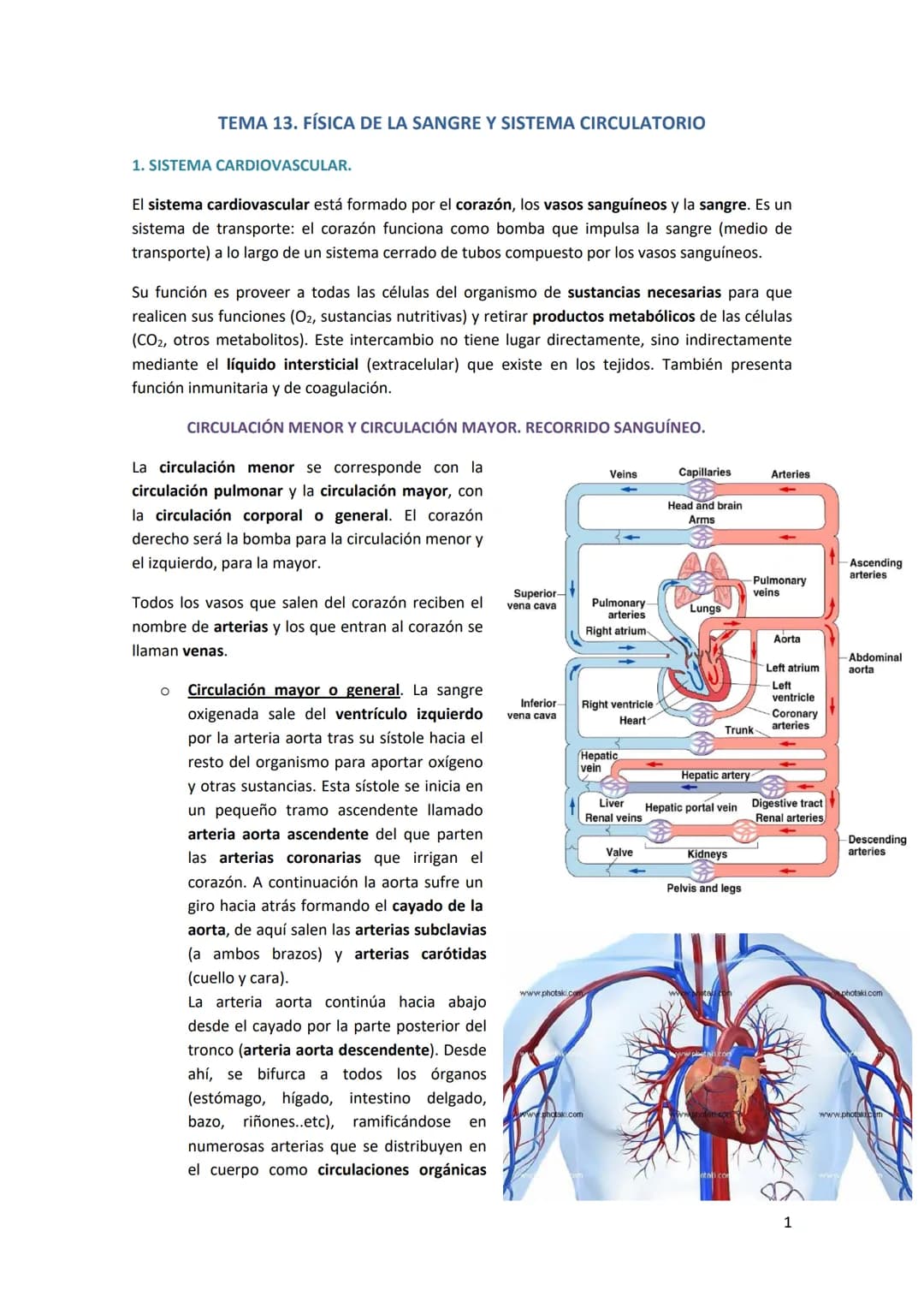 TEMA 13. FÍSICA DE LA SANGRE Y SISTEMA CIRCULATORIO
1. SISTEMA CARDIOVASCULAR.
El sistema cardiovascular está formado por el corazón, los va