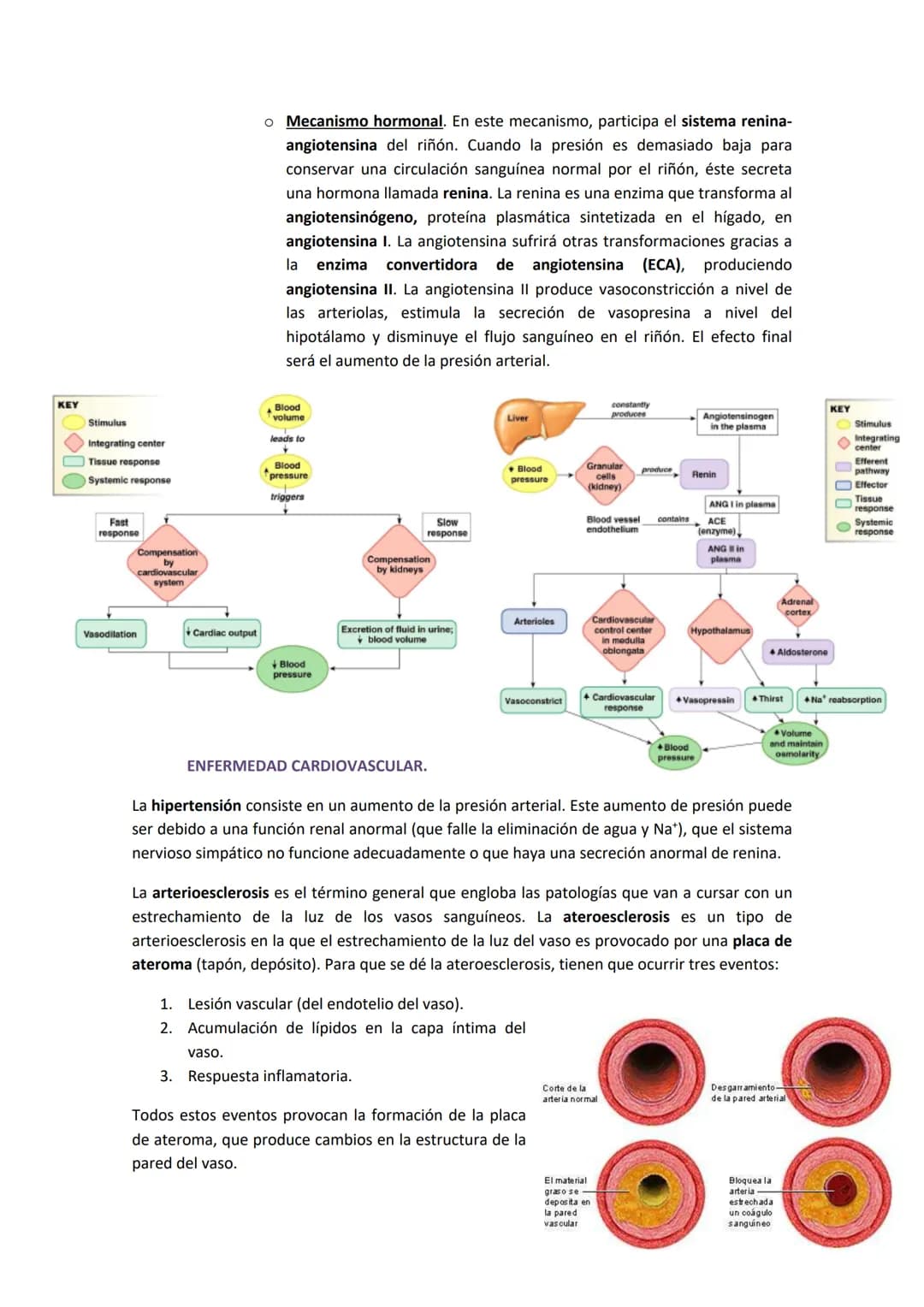 TEMA 13. FÍSICA DE LA SANGRE Y SISTEMA CIRCULATORIO
1. SISTEMA CARDIOVASCULAR.
El sistema cardiovascular está formado por el corazón, los va