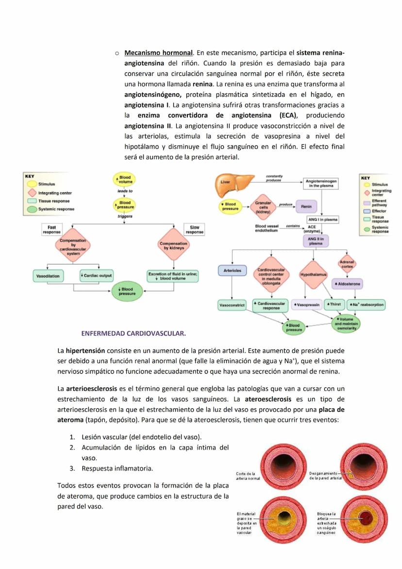 TEMA 13. FÍSICA DE LA SANGRE Y SISTEMA CIRCULATORIO
1. SISTEMA CARDIOVASCULAR.
El sistema cardiovascular está formado por el corazón, los va
