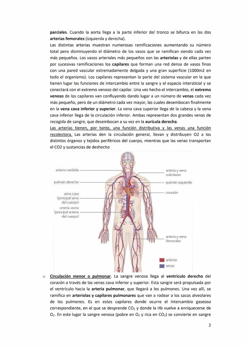 TEMA 13. FÍSICA DE LA SANGRE Y SISTEMA CIRCULATORIO
1. SISTEMA CARDIOVASCULAR.
El sistema cardiovascular está formado por el corazón, los va