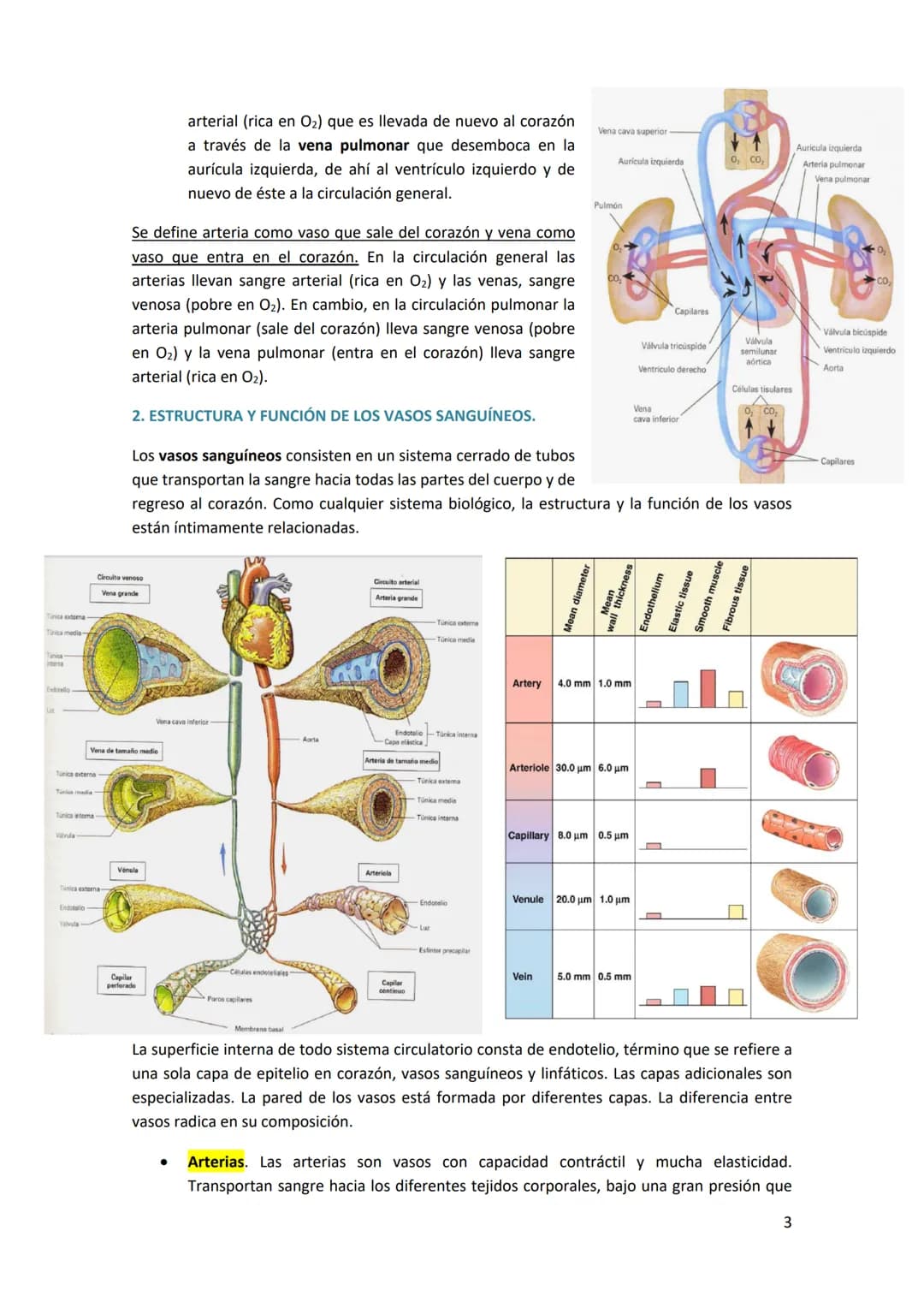 TEMA 13. FÍSICA DE LA SANGRE Y SISTEMA CIRCULATORIO
1. SISTEMA CARDIOVASCULAR.
El sistema cardiovascular está formado por el corazón, los va