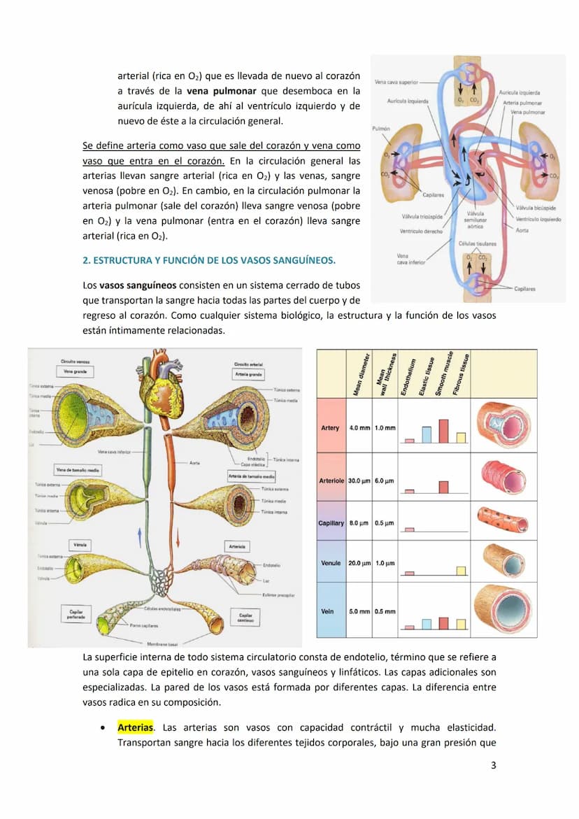 TEMA 13. FÍSICA DE LA SANGRE Y SISTEMA CIRCULATORIO
1. SISTEMA CARDIOVASCULAR.
El sistema cardiovascular está formado por el corazón, los va