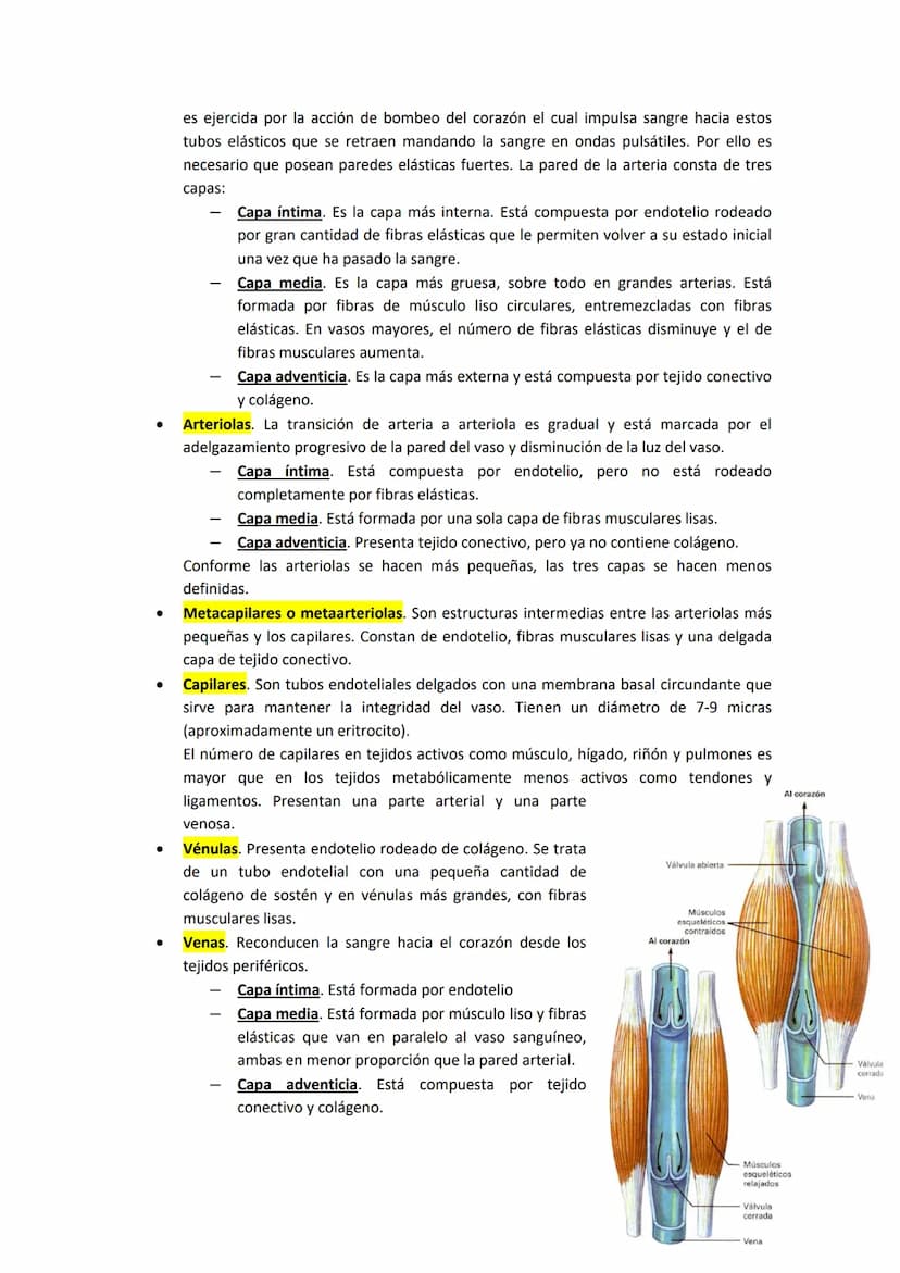 TEMA 13. FÍSICA DE LA SANGRE Y SISTEMA CIRCULATORIO
1. SISTEMA CARDIOVASCULAR.
El sistema cardiovascular está formado por el corazón, los va