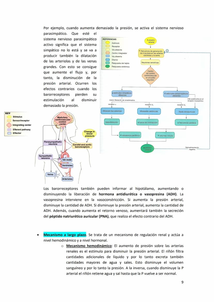 TEMA 13. FÍSICA DE LA SANGRE Y SISTEMA CIRCULATORIO
1. SISTEMA CARDIOVASCULAR.
El sistema cardiovascular está formado por el corazón, los va