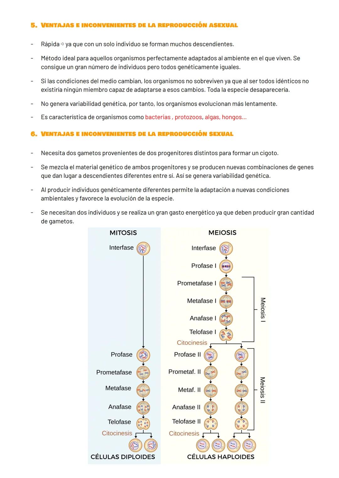 1. INFORMACIÓN GENÉTICA
ELADN (ácido desoxirribonucleico):
Molécula que contiene la información genética para fabricar las proteínas de la c