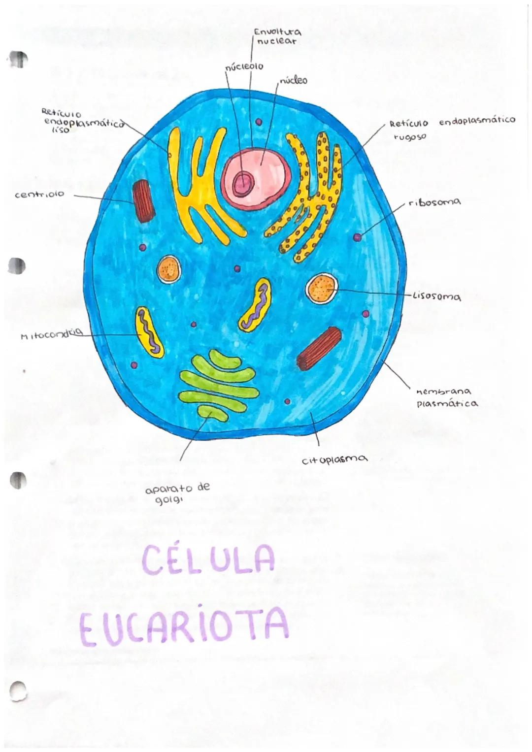 Reticulo
endoplasmática
liso
centriolo
Mitocondrig
Envoltura
nuclear
aparato de
golgi
núcleolo
núcleo
He
CÉLULA
EUCARIOTA
citoplasma
Retícul